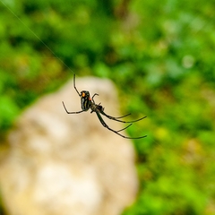 Leucauge argyrobapta