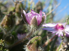 Drosanthemum striatum