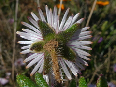 Drosanthemum striatum