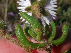 Drosanthemum striatum