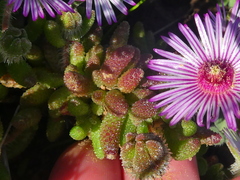 Drosanthemum striatum