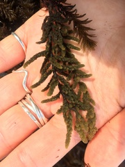 Callithamnion pikeanum