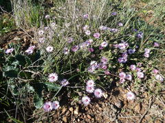Drosanthemum striatum