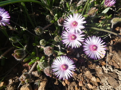 Drosanthemum striatum
