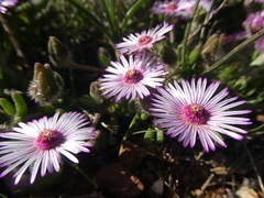 Drosanthemum striatum