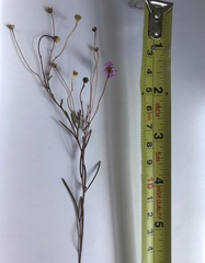 Brachyscome graminea