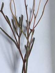 Brachyscome graminea