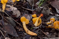 Cudonia spathulata
