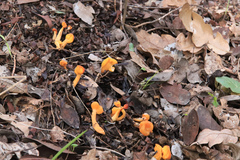Cudonia spathulata