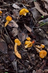 Cudonia spathulata