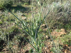Notobubon pungens