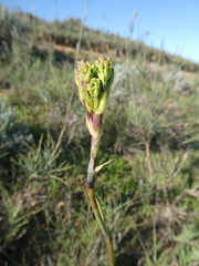 Notobubon pungens