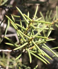 Acacia colletioides