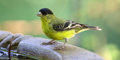 Lesser Goldfinch photo 1