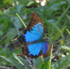 Papilio montrouzieri