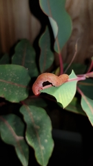 Neumichtis