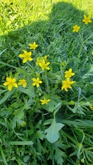 Ranunculus canus canus