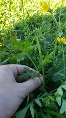 Ranunculus canus canus