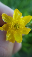 Ranunculus canus canus