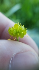 Ranunculus canus canus