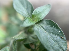 Dicliptera chinensis