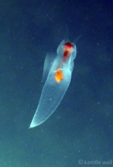 Clione limacina