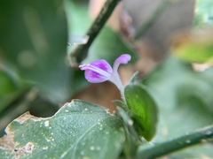 Dicliptera chinensis