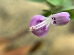 Dicliptera chinensis