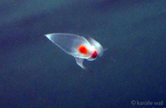 Clione limacina