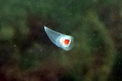 Clione limacina