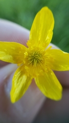 Ranunculus canus canus