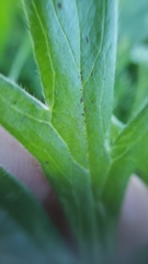 Ranunculus canus canus