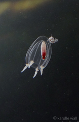 Euphysa