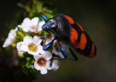 Castiarina crenata