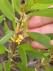 Persoonia lanceolata