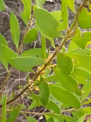 Persoonia lanceolata