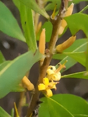 Persoonia lanceolata