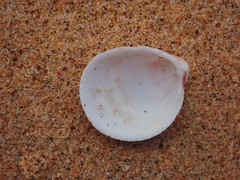 Acrosterigma kerslakae