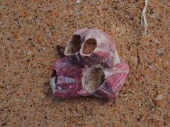 Megabalanus coccopoma