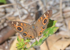 Junonia villida calybe