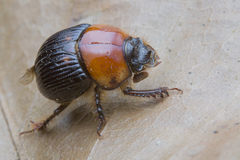 Bolbochromus