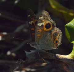 Junonia villida calybe