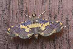 Nacoleia