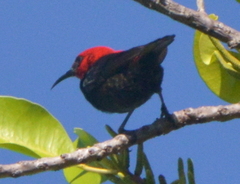 Myzomela cardinalis