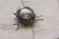 Amarygmus