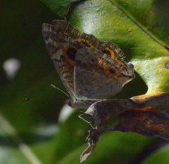 Junonia villida calybe