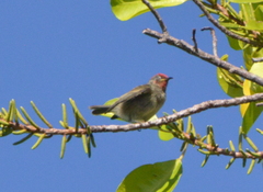 Myzomela cardinalis