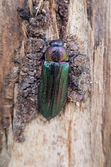 Neobuprestis