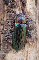 Neobuprestis