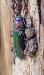 Neobuprestis
